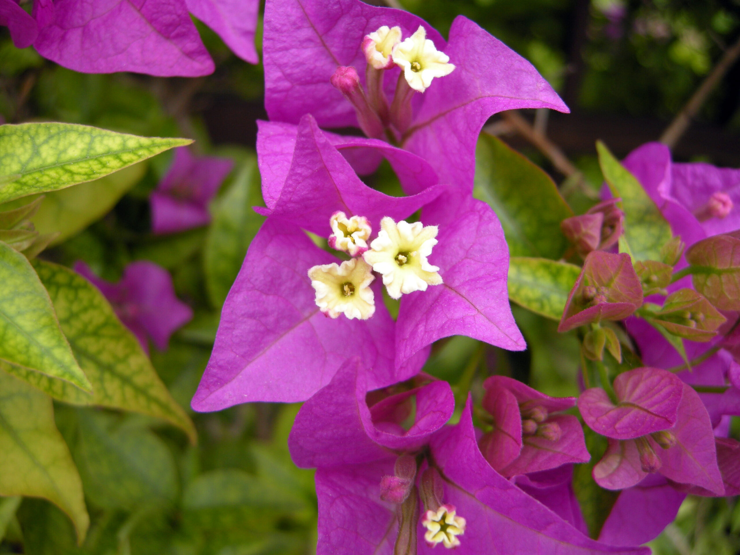 Bougainvillea Mediterraneo ovunque Centro Giardinaggio San Giuliano